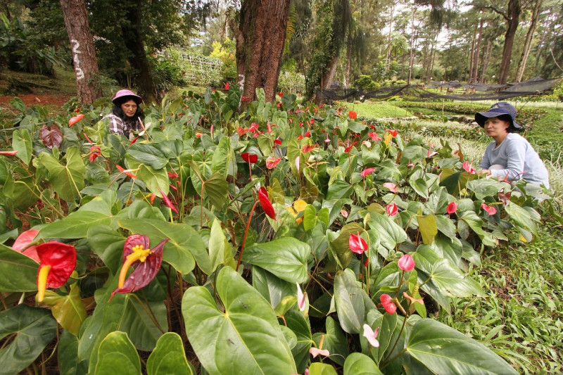 ‘Plantdemic’ hits Philippines as demand for greenery grows