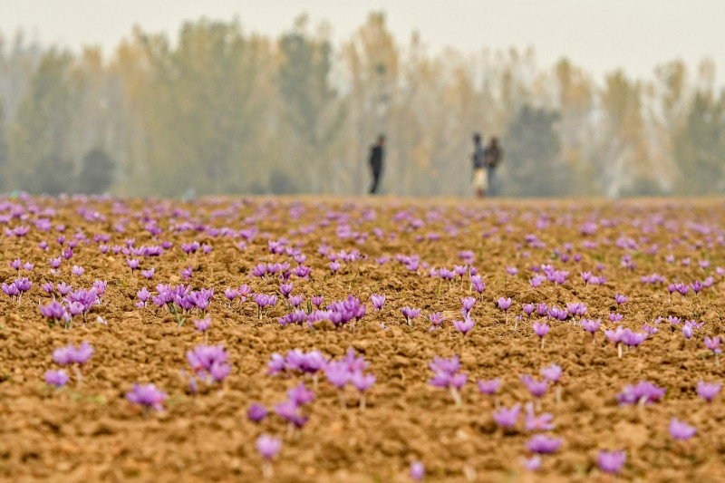Climate change ravages Kashmir's 'red gold' saffron crop