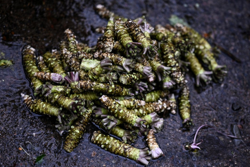 Japan's wasabi producers farm 'green gold'