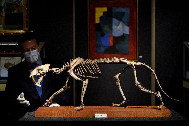'Sabre-toothed tiger' skeleton sells for more than US$84,000