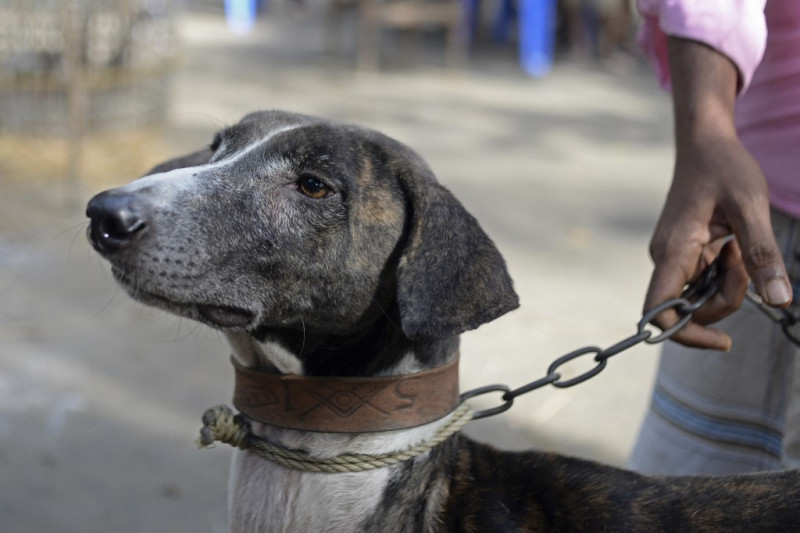 Race to save Bangladesh hound from extinction