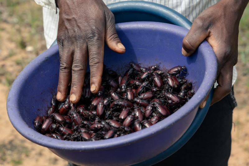 Christmas grub: Zimbabwean beetle makes a seasonal snack