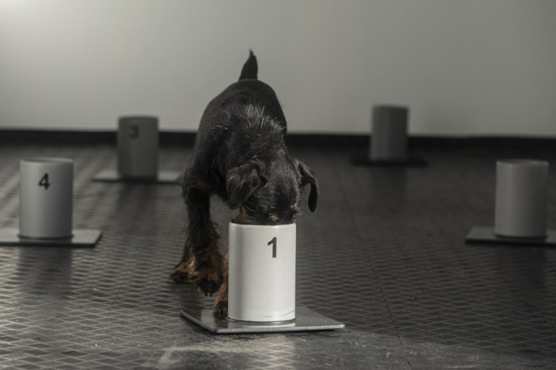 Czech trainers teach dogs to sniff out Covid-19