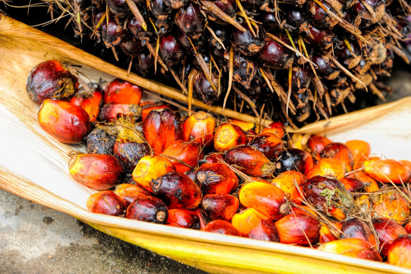 Malaysia’s palm oil stocks slide 6.56% in Feb 2023