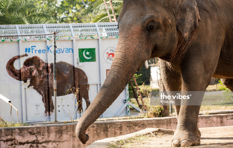'World's loneliest elephant' lands in Cambodia, greeted by Cher