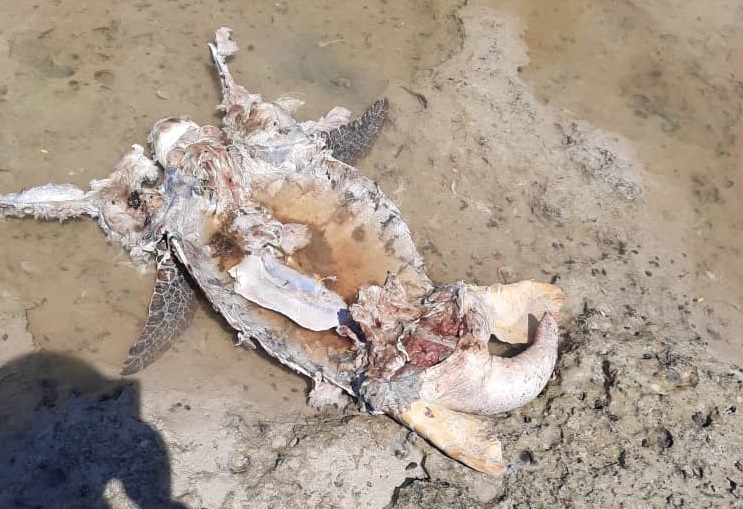 Palauh people believed to be behind death of 11 turtles: Sabah Wildlife Dept
