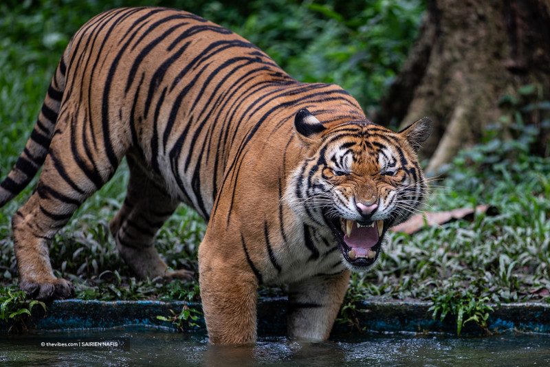 M’sia chasing better tiger conservation efforts through global cooperation: Ismail Sabri