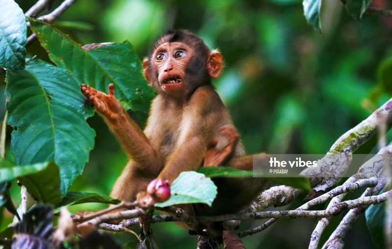Man fined RM9,000 for abusing monkey