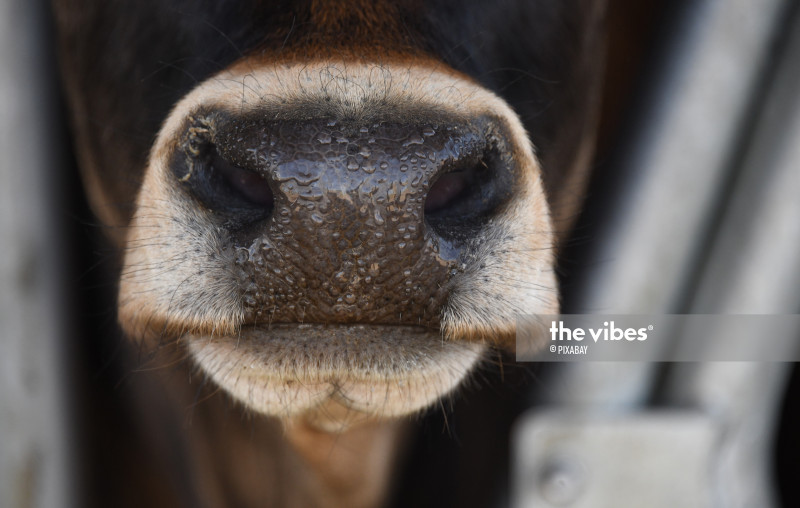 Major beef exporter Argentina halts exports for 30 days