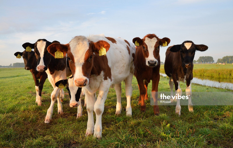 Call to reduce cattle imports, implement crop-livestock integration