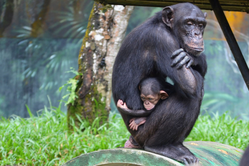 Zoo Negara animals in dire need of financial assistance | Community