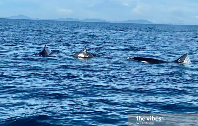 Sipadan divers have a whale of a time in rare orca spotting
