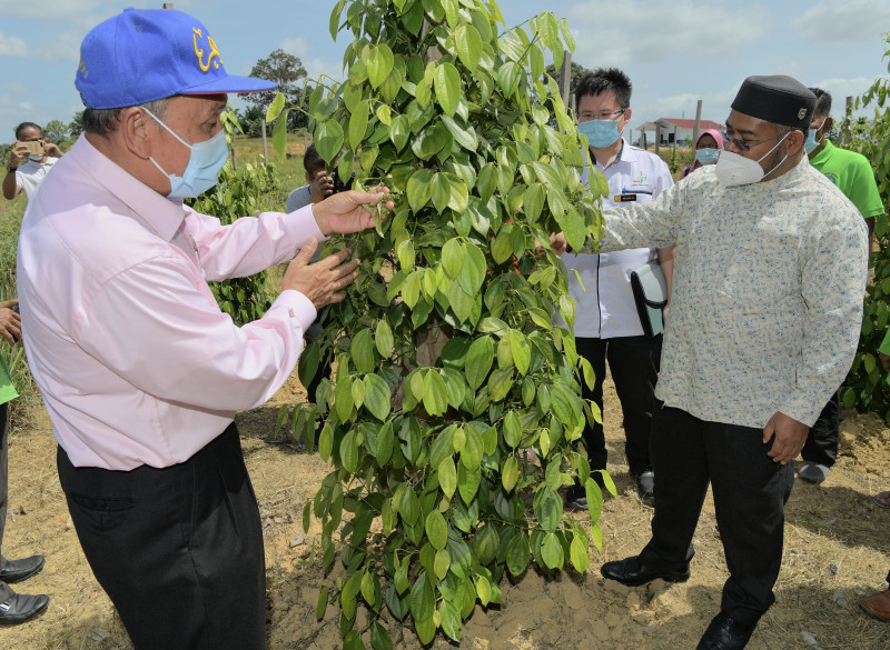 Govt to boost pepper production