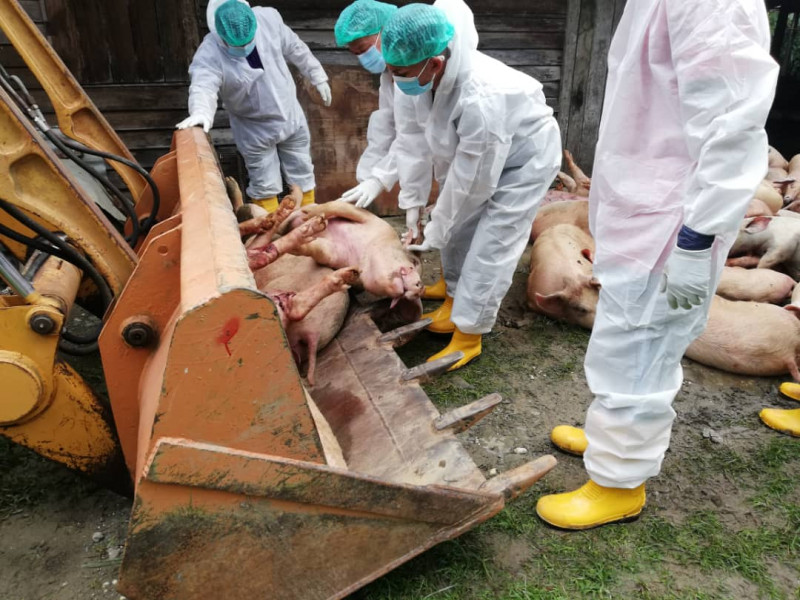 Sabah refutes viral voice notes saying state’s porkers unsafe to eat due to ASF