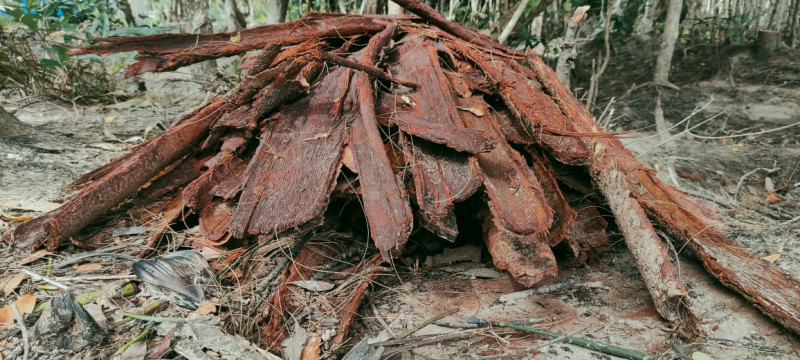 Forestry Dept nabs teen migrant for stealing tangar tree bark from Sabah forest reserve  