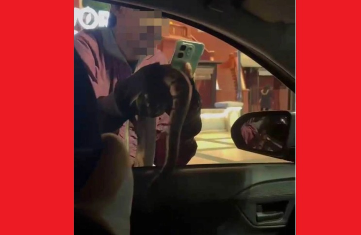 Woman traumatised as man brings snake into her car (video)