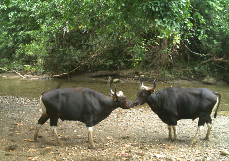 Sabah intensifies protection of critically endangered Bornean Banteng