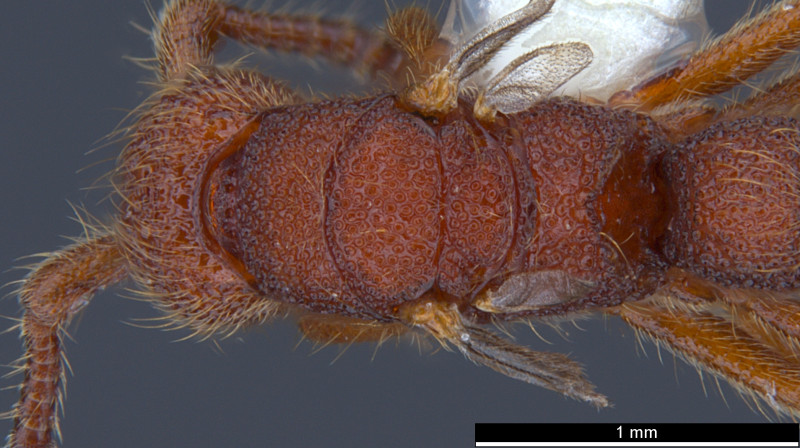  New ant species discovered in Sabah named after UMS researcher