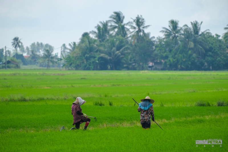 Bernas donates extra RM20 mil to padi farmers in four states