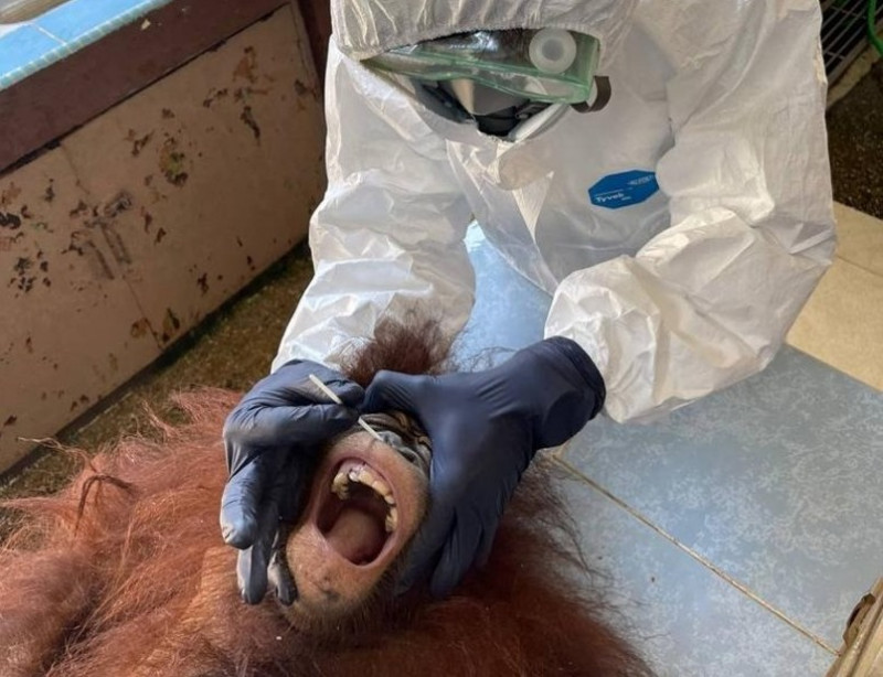 Orangutans swabbed for Covid-19 in M’sian first