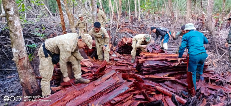 Foreigners strip Sabah’s protected forests of precious tangar bark