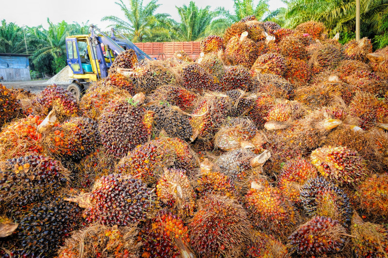 Sabah finding ways to ensure giant palm oil companies ‘give back’: Masidi