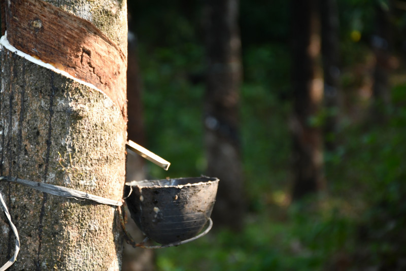 Rubber production incentive activated for Dec 2022: MRB