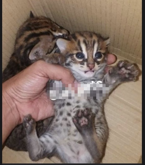 Perhilitan keeping eagle eye on wildlife trading activities on Facebook