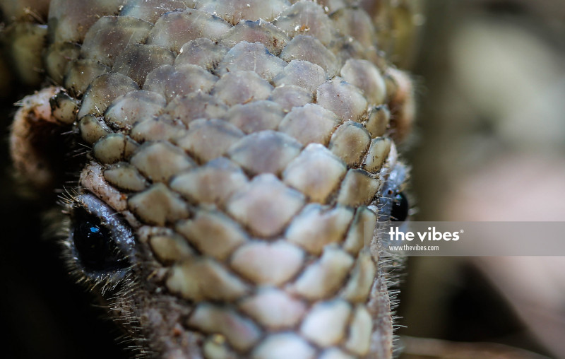 Smugglers in nation’s biggest pangolin meat bust to be charged in court