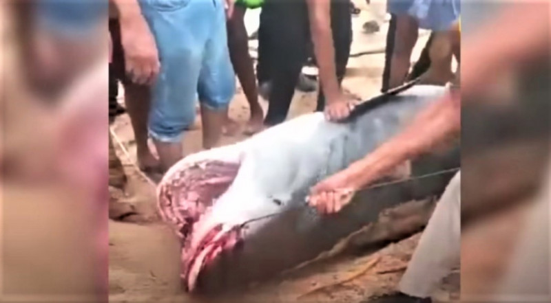 Egypt to mummify shark that ate Russian tourist alive