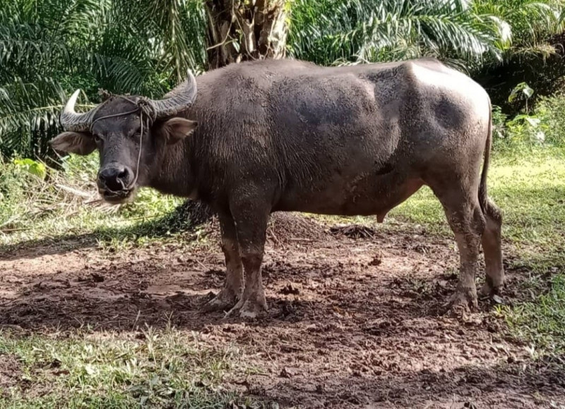 No joy from fatted calves for Sandakan farmer, as Raya Haji fails to offset pandemic-floored prices