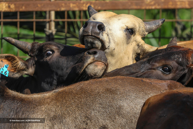 Risda records over RM2 mil in sales of sacrificial cows this year