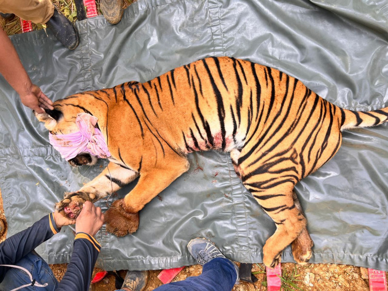 Wildlife Dept saves snared tiger from poacher’s trap in Gua Musang