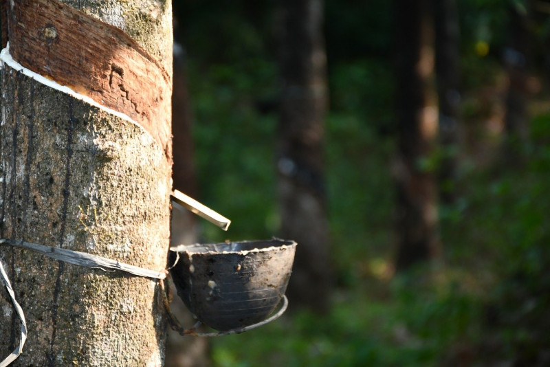 Natural rubber production down 2.7% in March 2022: Stats Dept