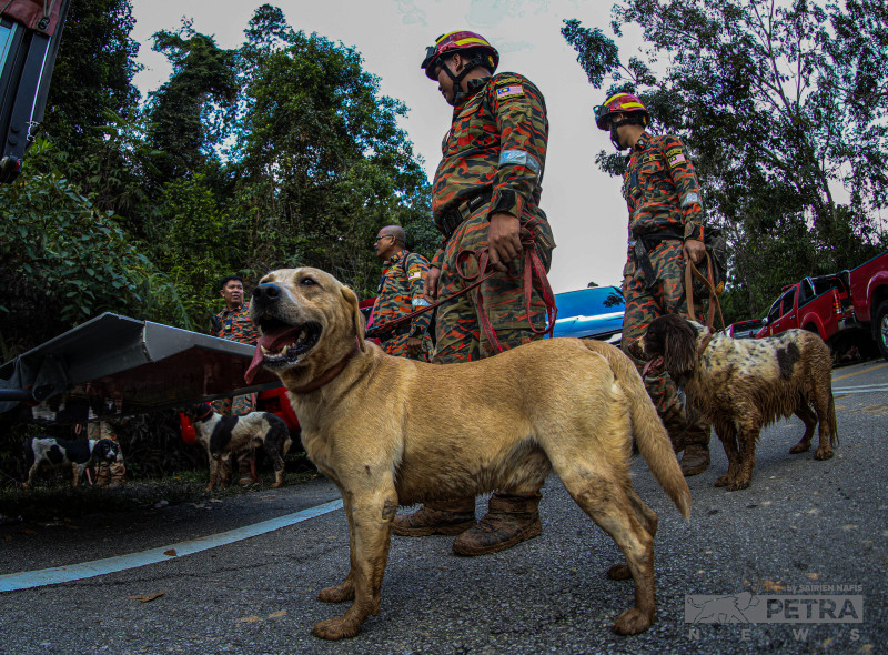Batang Kali landslide: K9 unit dog passes out, needs rest