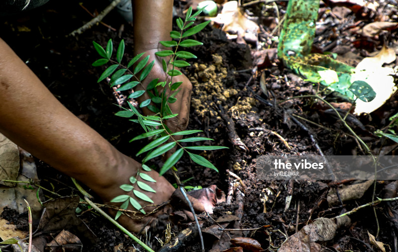 [VIDEO] Tale of Kuala Langat’s peat forest
