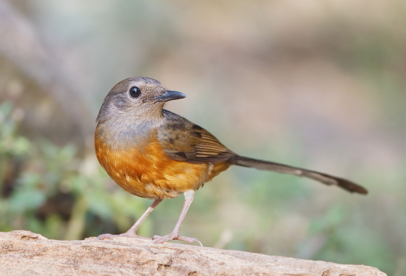 Man nabbed again for keeping wildlife without certification