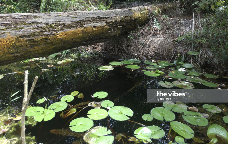 Now, Kuala Langat’s southern forest reserve also under threat