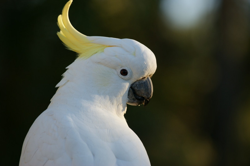 Indonesia cops find parrots smuggled in plastic bottles