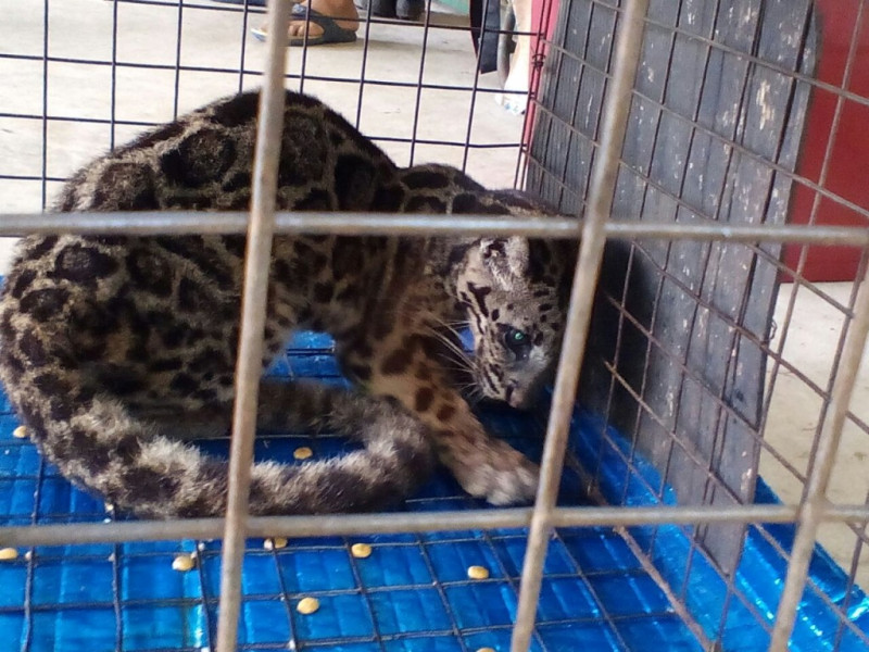 Clouded leopard smuggling in Borneo – a story to be told  