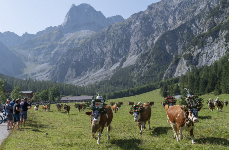Changing economy, climate hit Austria’s Alpine pastures