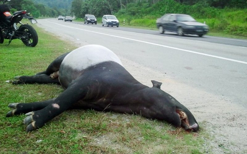 Letter – Need to halt wildlife killings on roads – Sahabat Alam Malaysia
