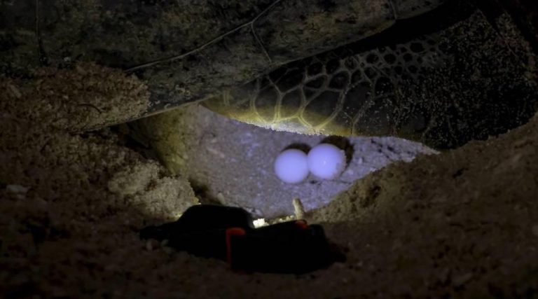 With borders closed, conservationist asks where did the turtle eggs come from