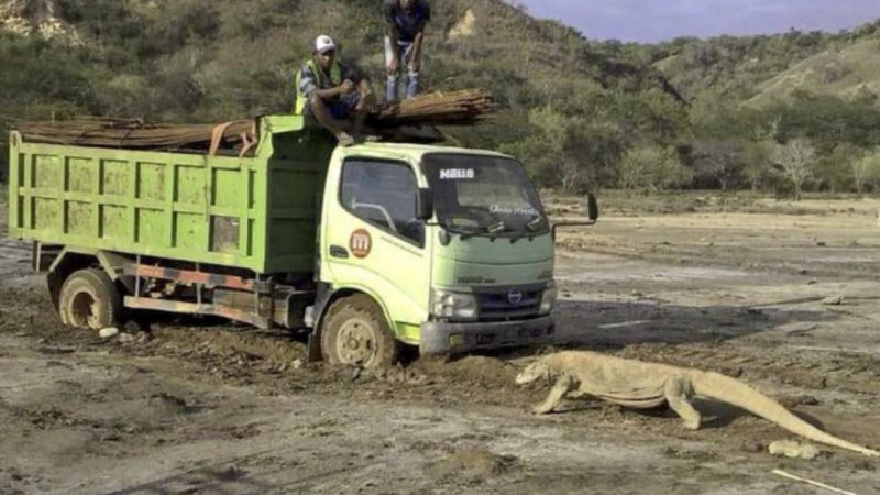 Indonesian activists slam 'Jurassic Park' plan for Komodo dragon habitat