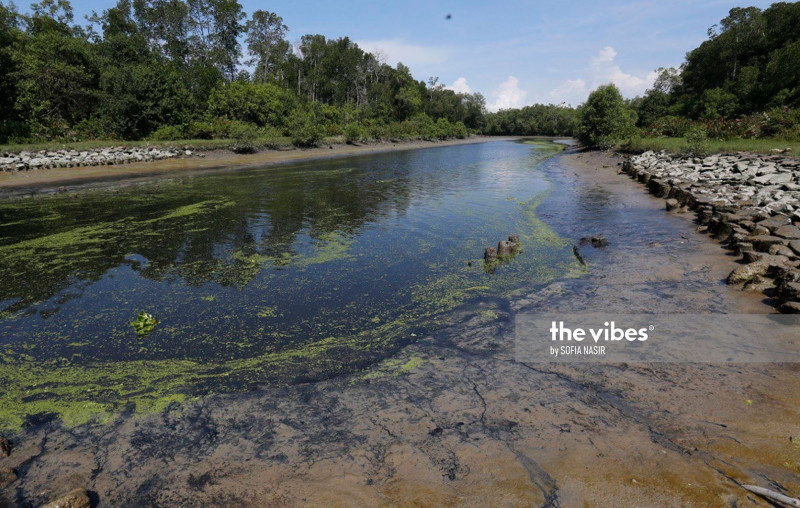 Pig waste the culprit in Sg Tengah pollution
