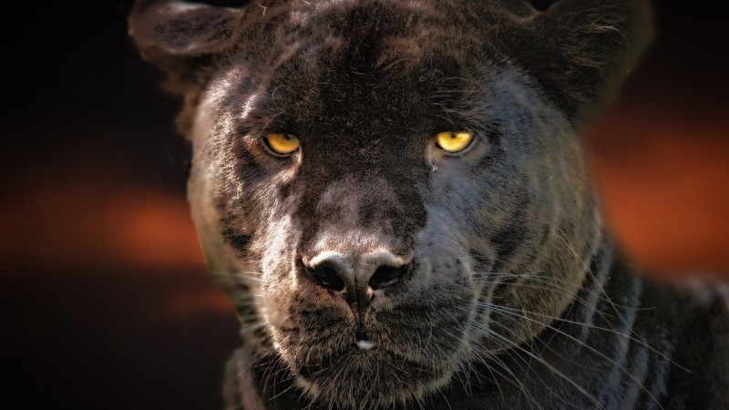 Villagers seek help over panther menace