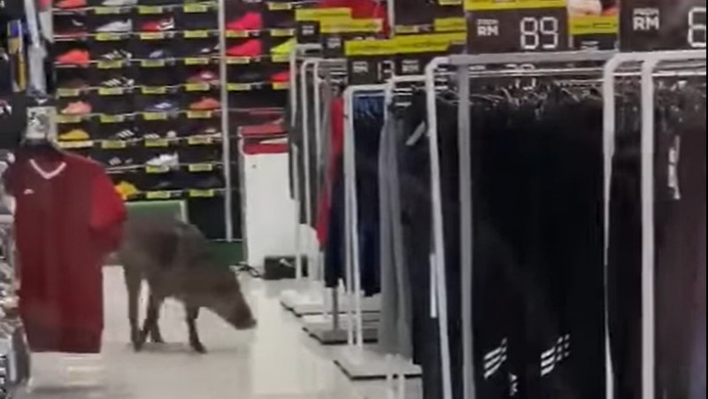 Wild boar causes chaos in Alamanda