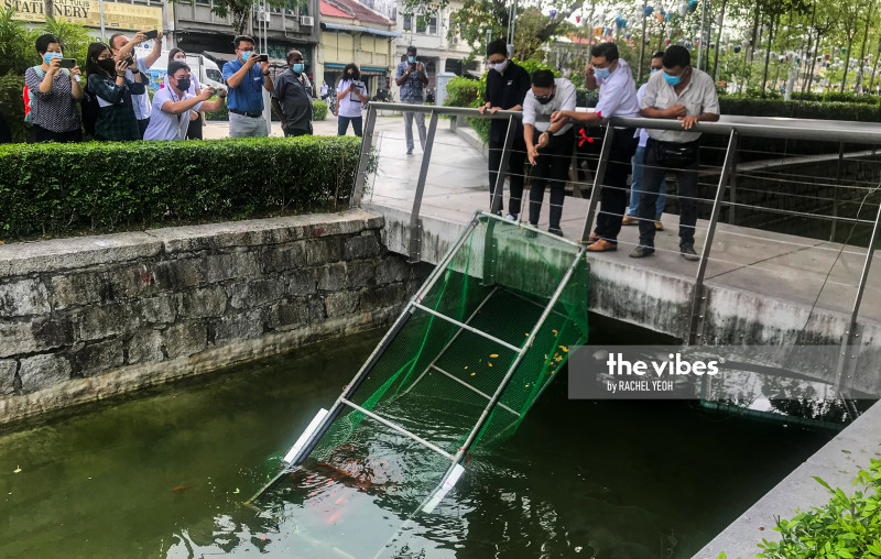 Fish-feeding forces massive clean-up of George Town canal