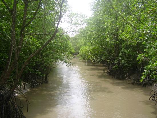 15 Orang Asli families fear Covid-19 infection, leave village for mangrove forest