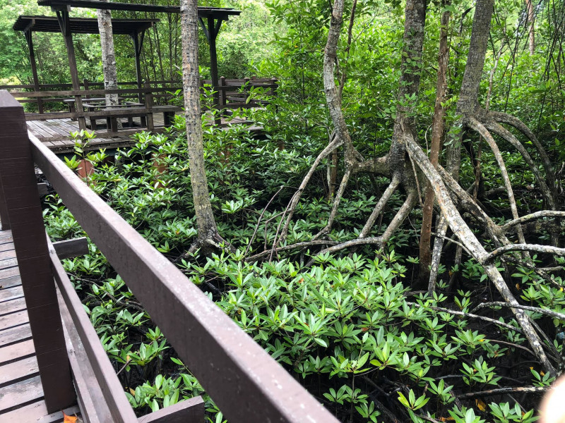 Labuan’s Kina Benuwa Mangrove Forest to get RM1.5 mil facelift